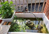 「小乌龟的生活习性」夏天如何喂养小乌龟