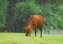 「肉牛放养」养肉牛技术视频教程