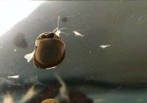 「黑壳虾繁殖过程图」黑壳虾各阶段图片