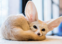 《疯狂动物城》芬尼克狐的原型耳廓狐