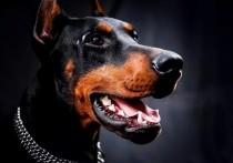 「德国杜宾犬」杜宾犬帅气照片
