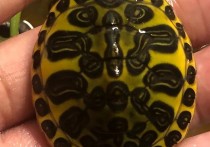 「西部锦龟」锦龟是深水龟吗