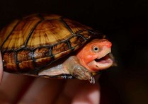 「红面蛋龟」红面蛋龟苗子怎么养