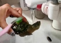 「乌龟洗澡」乌龟冻僵了怎么泡澡