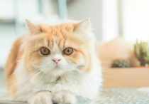 波斯猫的介绍 饲养 护理和其他注意事项
