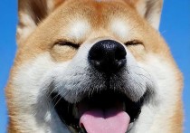「柴犬图片大全」日本柴犬照片