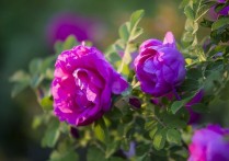 「玫瑰花的习性」沙漠玫瑰开花有香味吗
