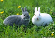 「两只小兔子」两只兔子的笼子