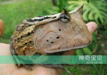 「角蛙寿命」角蛙养得好能活几年