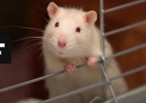 「老鼠能活多久」老鼠在下水道里面能存活多长时间