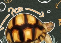 「安哥洛卡象龟」十大陆龟排行榜