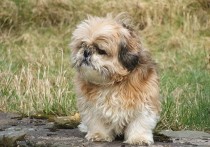 「威尔士梗」中国家禁养的26种狗