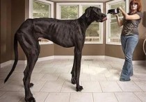 世界上最大的犬种 最高的和姚明一样高