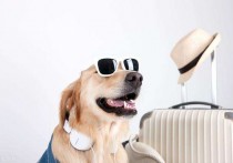「宠物航空托运」国航宠物托运收费标准