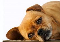 狗狗感染犬瘟的症状有哪些 怎么预防