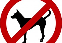 在中国这5种狗狗被禁养 再养会受到处罚