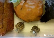 「乌龟开食妙招」喂大乌龟的正确方法
