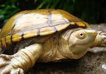 「黄泽蛋龟」水性最好的蛋龟排名