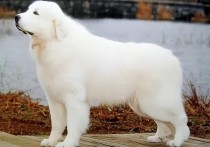 「大白熊犬图片」最温柔的白熊犬