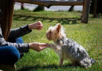 「幼犬训练方法」小型犬的训练最佳时间表