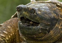 「北美鳄龟」北美鳄龟多少一只