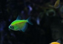 「金玛丽鱼」最耐养的小鱼