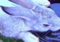 「兔子喝水」兔子怀孕最明显症状