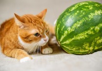 猫咪可以吃哪些水果