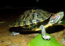 「小巴西龟」巴西龟肚子下面腐烂了是什么原因