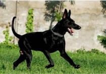 「黑狼犬的优点和缺点」黑狼犬分几个品种