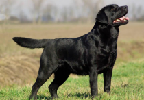 这6种黑色狗狗 都是很稀有的